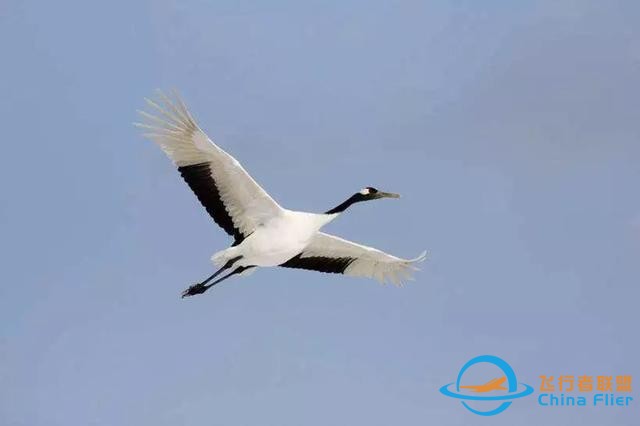 少年科學粉每日一題｜翱翔、滑翔、鼓翼……鳥兒飛行方式這么多？-8306